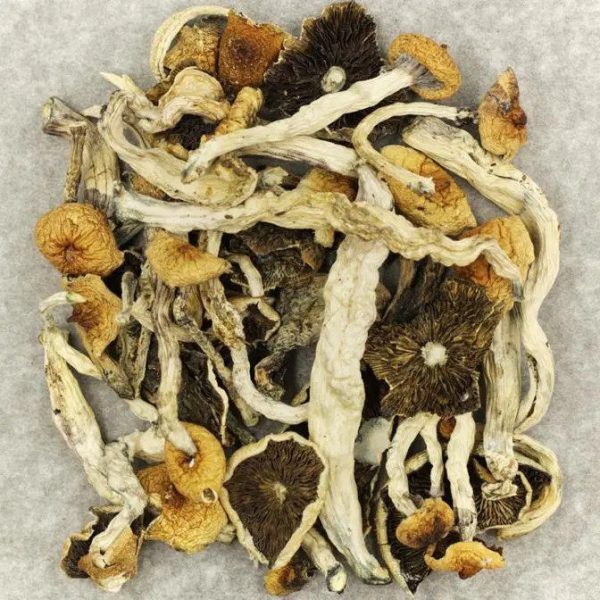 Cuban Cubensis Mushrooms