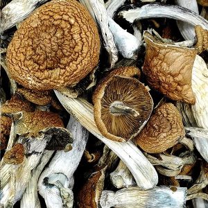 Malabar Coast Magic Mushrooms