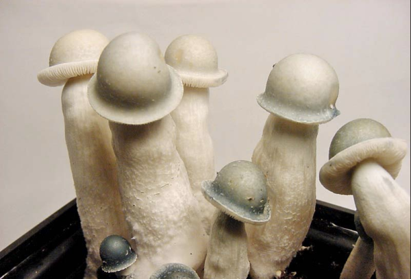 Buy Penis Envy Magic Mushrooms Online