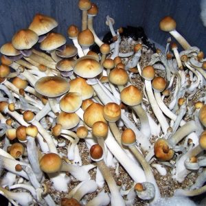 Alcabenzi Magic Mushrooms