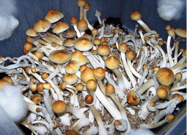Alcabenzi Magic Mushrooms